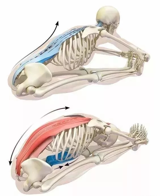 腹部收紧的原理是什么_幸福是什么图片(3)